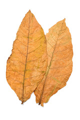 dry leaf tobacco closeup on the white background