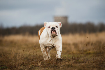 Portrait of female english bulldog walking on autumn field