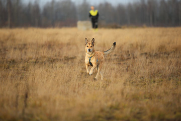 Front view at red mongrel dog walking on a yellow meadow looking at camera. Trees and grass background.