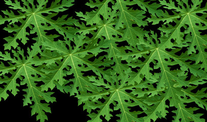 Papaya leaves on black background. This has clipping path.