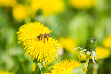 Bee and yellow dandelion