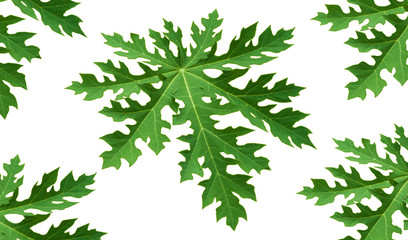 Papaya leaves on white background. This has clipping path.