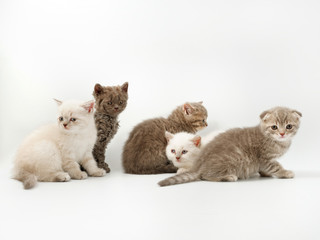 little funny kittens on a white background