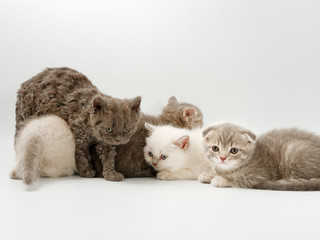 Naklejka na ściany i meble little funny kittens on a white background