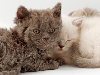 little funny kittens on a white background