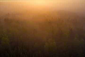 Bright sunrise over misty forest aerial view. Foggy forest at sunrise top view. Forest nature landscape with fog in sunlight