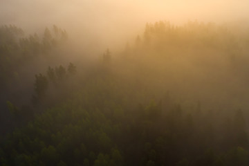 Foggy forest in sunlight aerial view. Misty Forest nature landscape at sunrise top view
