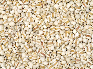 Job's tears background