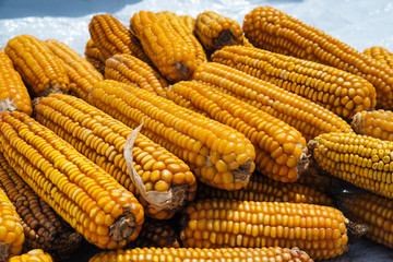 Yellow dry corn cobs