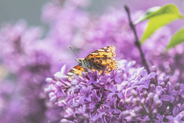 Painted lady butterfly on the flowers syringa