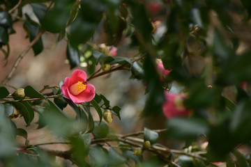 Red camellia blooms in winter.