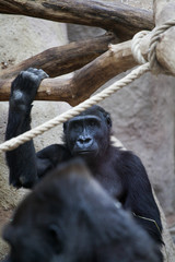 Gorilla Portrait