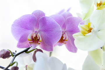 Fototapeta na wymiar Beautiful orchid blossom on green brunch close up