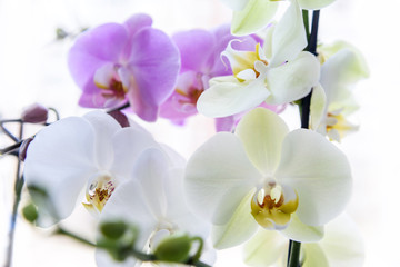 Obraz na płótnie Canvas Beautiful orchid blossom on green brunch close up