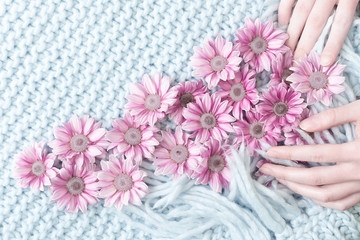 Women's hands lay out the flowers of pink chrysanthemum on a blue rug with a fringe of merino wool