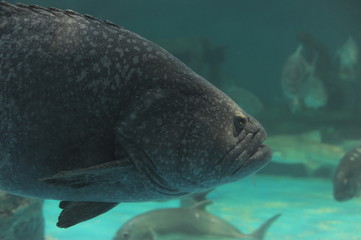 Fototapeta premium fish in aquarium