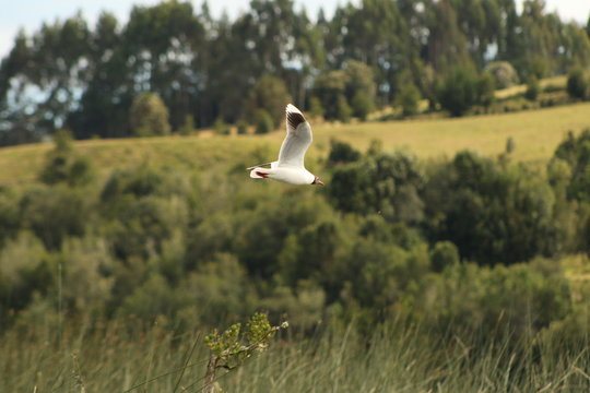 gaviota cahuil