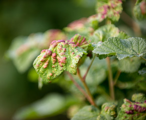  ill leaves of currant infected by gallic aphids