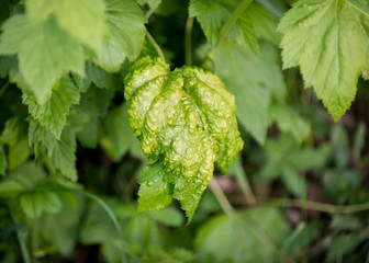 ill leaves of currant infected by gallic aphids