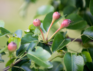 Small pears on the branch