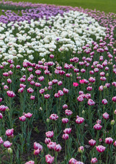 Fototapeta premium Tulips of all colours are in the park.