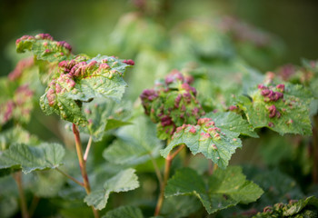  ill leaves of currant infected by gallic aphids