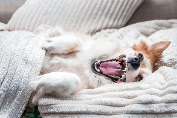 dog lies in bed under a blanket and yawns after sleep. Closeup portrait