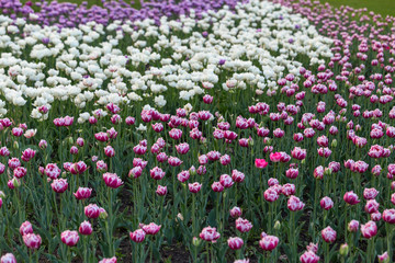 Tulips of all colours are in the park.