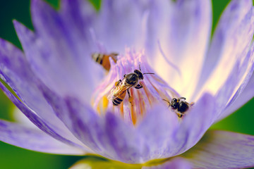 Little honey bees swarming on a Lotus flower.