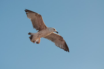 Obraz premium curious seagull looking at the camera