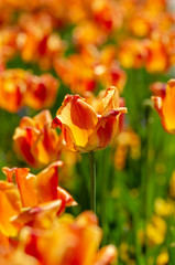 Beautiful orange tulips flowerbed closeup.