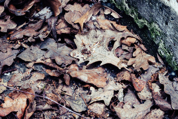 Abstract background of autumn leaves and concrete wall fragment. Soft focus.