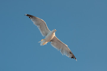 Elegant European herring gull (Larus argentatus) flying over the sea