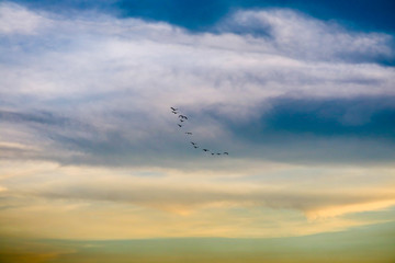 birds flying to home on colorful sky soft cloud
