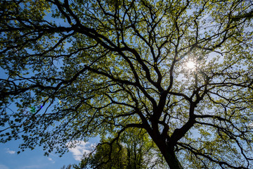 Quercia. Quercus è un genere di piante appartenente alla famiglia delle Fagacee, comprendente gli...