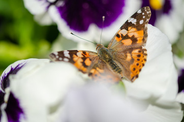 Butterfly Vanessa cardui