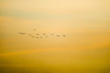 Naklejka na ściany i meble birds flying to home on sunset sky soft cloud