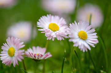 Daisy flowers in grass (spring daisy)