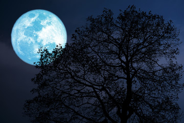 buck moon on night sky back over silhouette dark forest