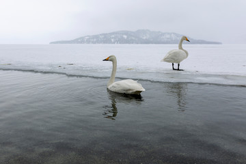 Obraz premium White swans swimming in the nonfreezing winter lake in japan