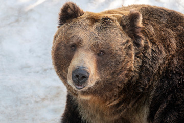 Fototapeta na wymiar brown bear sitting on white snow