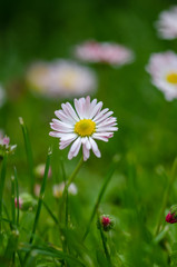 Daisy flower in grass (spring daisy)