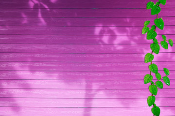 green leaves of Coatbuttons nature border and shadow plant tree on pink wood