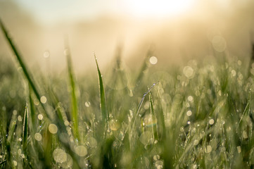 Green blade of grass close-up with dew drops.