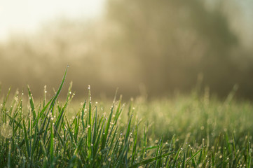 Fototapeta premium Green grass close-up with dew drops on the blurred green background of the meadow