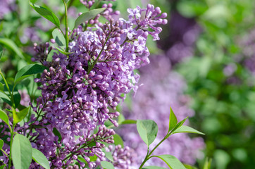 Fototapeta na wymiar Purple lilac flowers in spring blossom background