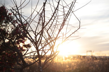 夕陽にをうける木立