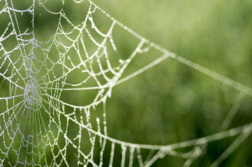 Spider web in dew drops close-up on blurred green background.