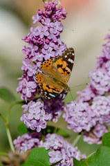 Butterfly Vanessa cardui on lilac flowers.