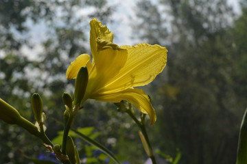 Yellow flower of daylily. Blooming plant in sunny summer day.